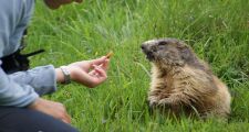 Feeding a marmot in a Chamonix Animal Park