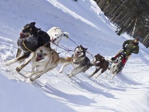 Husky dogs pulling a sled in Chamonix Valley